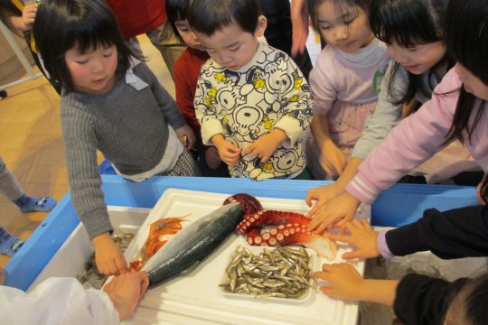 寒ダラといろいろなお魚を見たよ