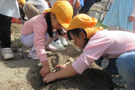 じゃがいもをうえました